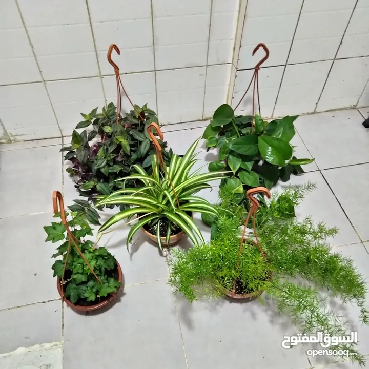 indoor airpurify plants