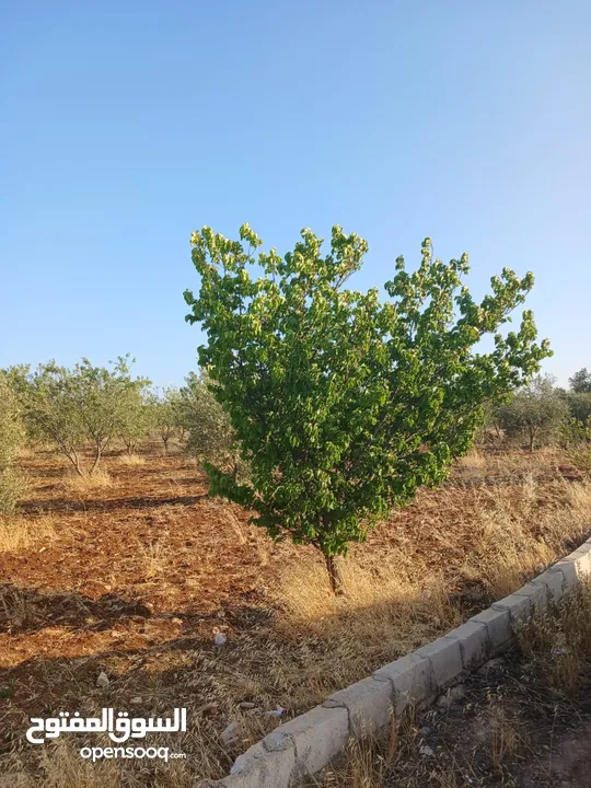 مزرعه أربعه دونم مشيكه بالكامل ارض زراعيه وبيت ريفي غرفتين وحمام ومطبخ صغير وباربكيو وساحه واسعه