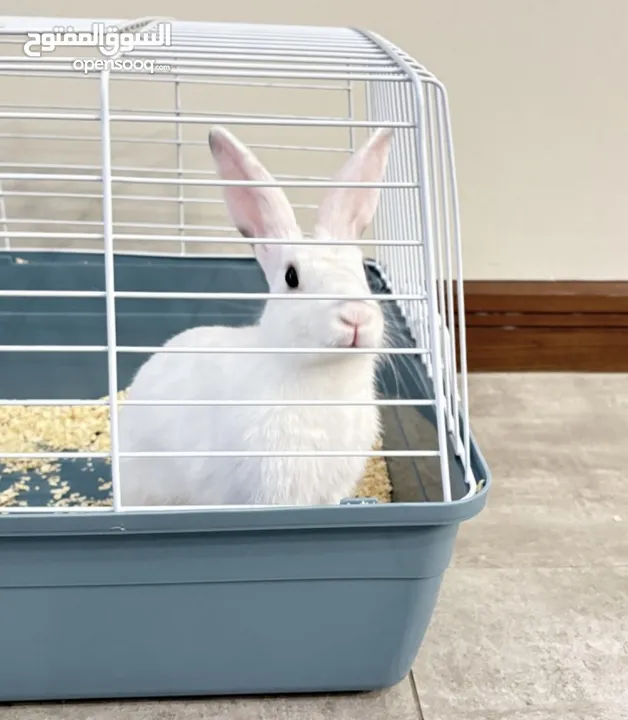 Selling a Dwarf Rex Mix Rabbit