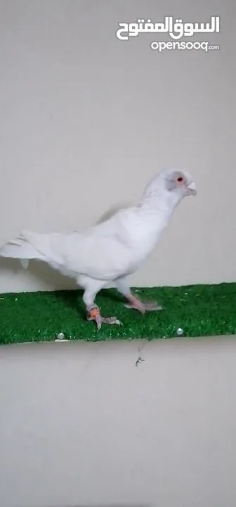 اجواز مسويد