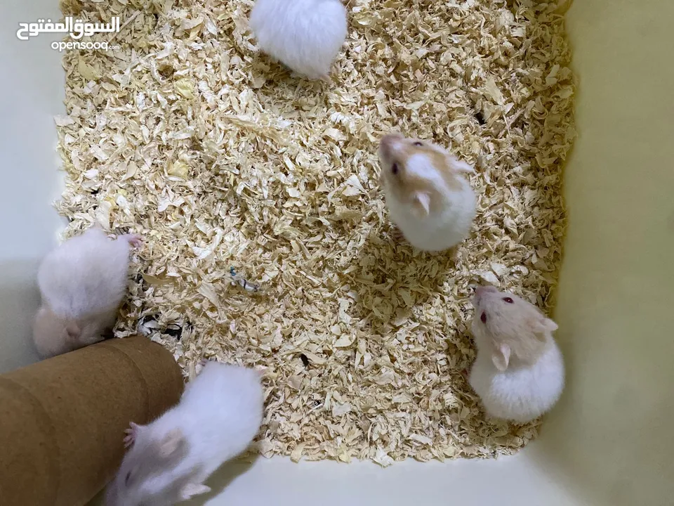 Hamster babies