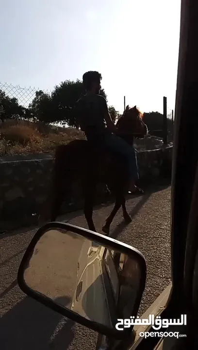 حصان للبيع في السلط