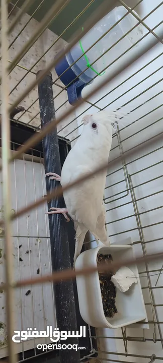 جوز كوكتيل البينو ( ابيض ) للبيع او للبدل