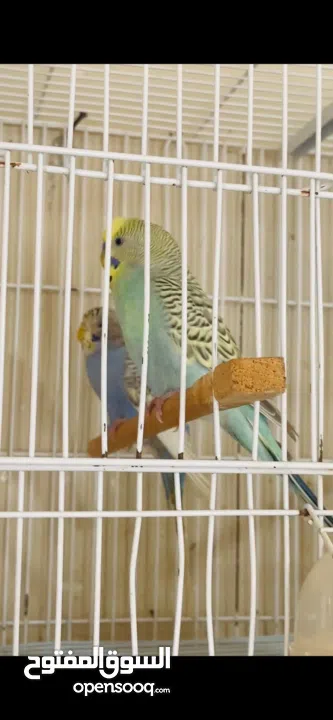 طيور حب بادجي