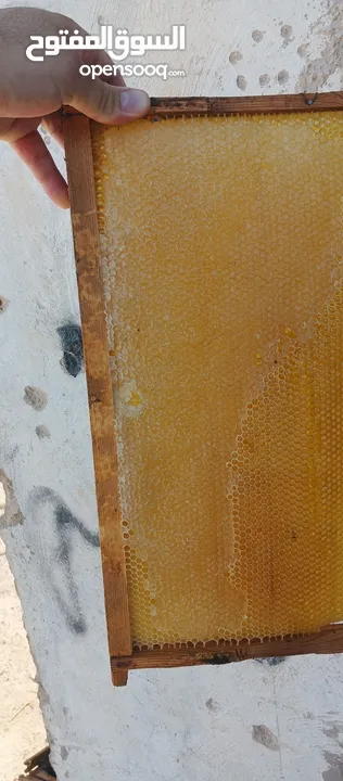 مطلوب طيور بدل على عسل