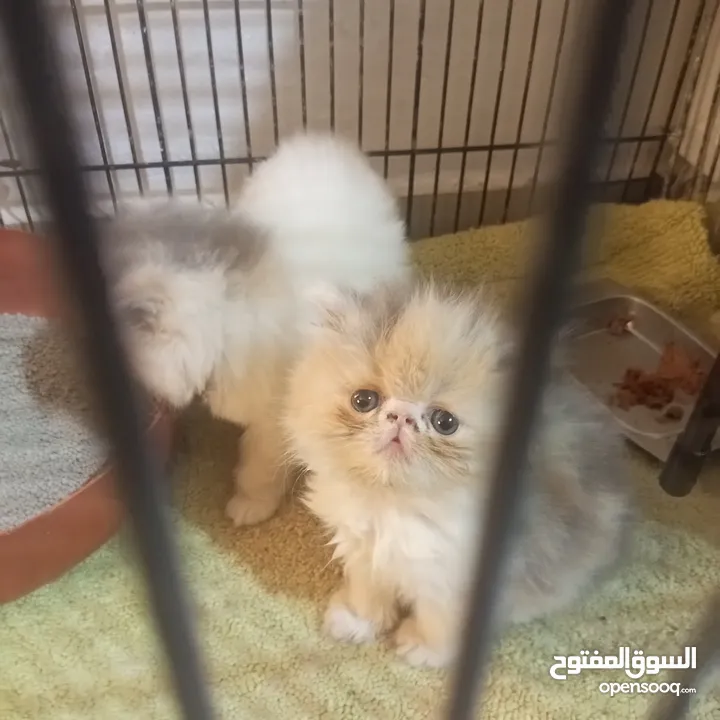 اناثي بيرشن لعب مستوى خرافي عمر 50يوم كلشي بالوصف