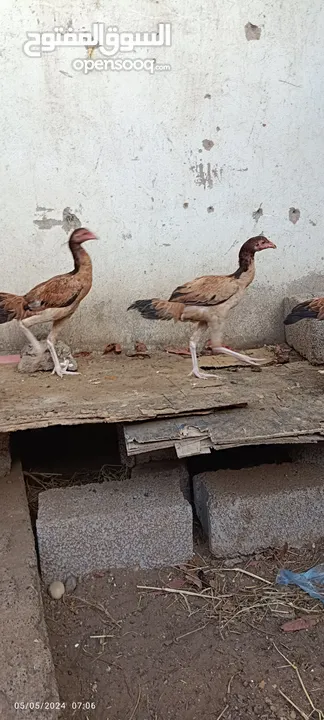 مجموعة طيور دجاج باكستاني ميوالي العدد 4  ودجاج دياكه الكوشن  العدد 2 وديك باكستاني ودجاجه باكستانيه