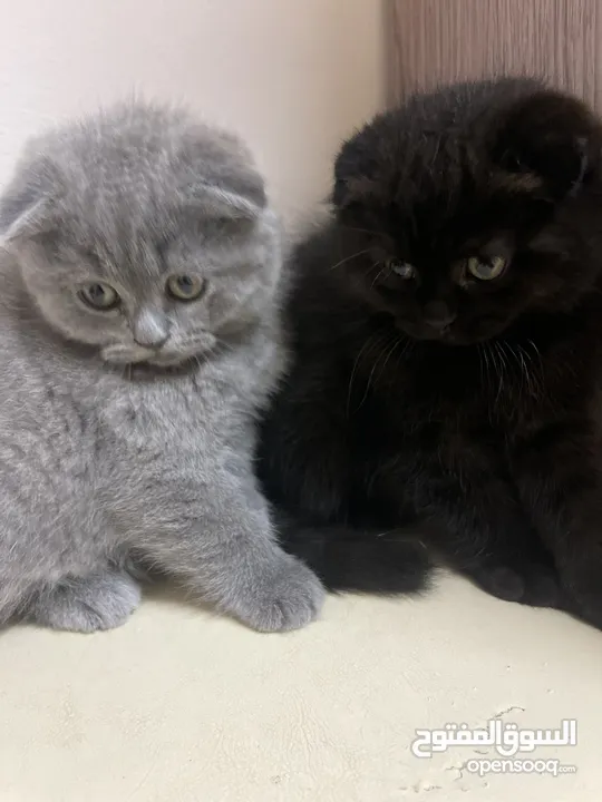 سكوتش فولد بيور  Scottish Fold pure