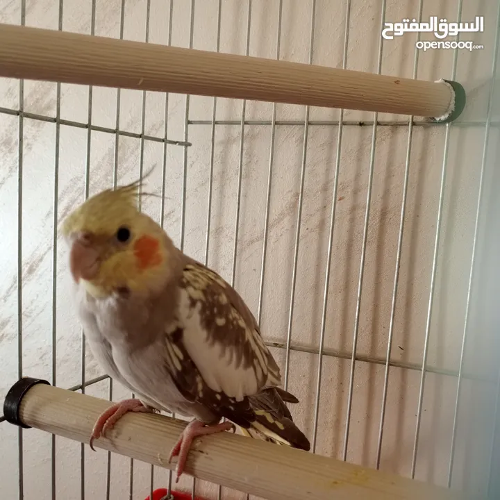 ذكر كوكتيل عمر 5 اشهر  البيع مع القفص