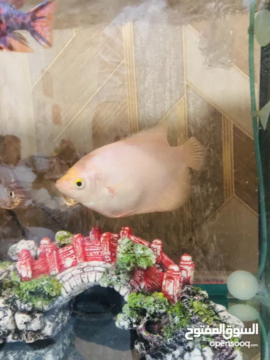 2 big Gourami fish