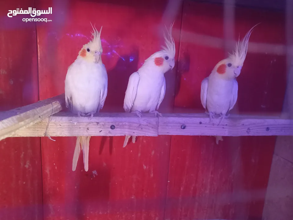 متاح كمية طيور كوكتيل اقرأ الوصف