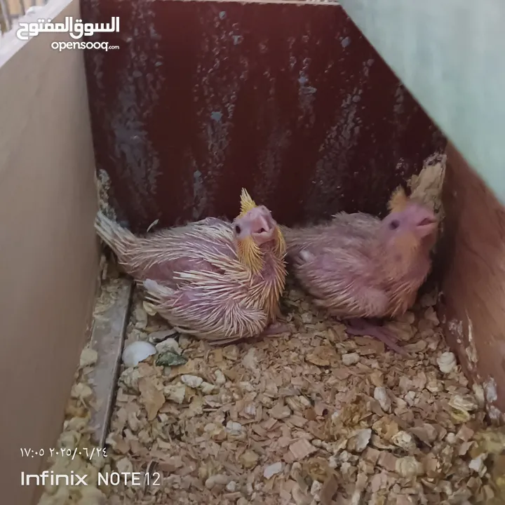 طيور كوكتيل فراخ للزق اليدوي