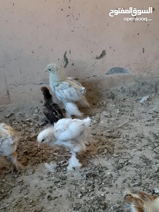 صيصان براهما مستويات عالية