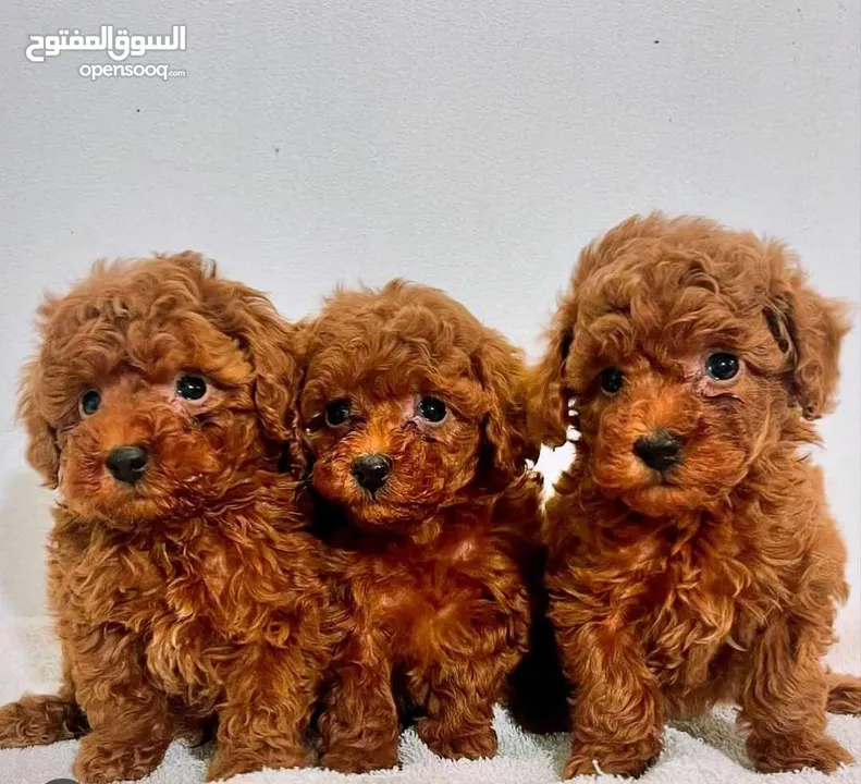 korean toy poodle T_cup now in Jordan كورين توي بودل تيكب