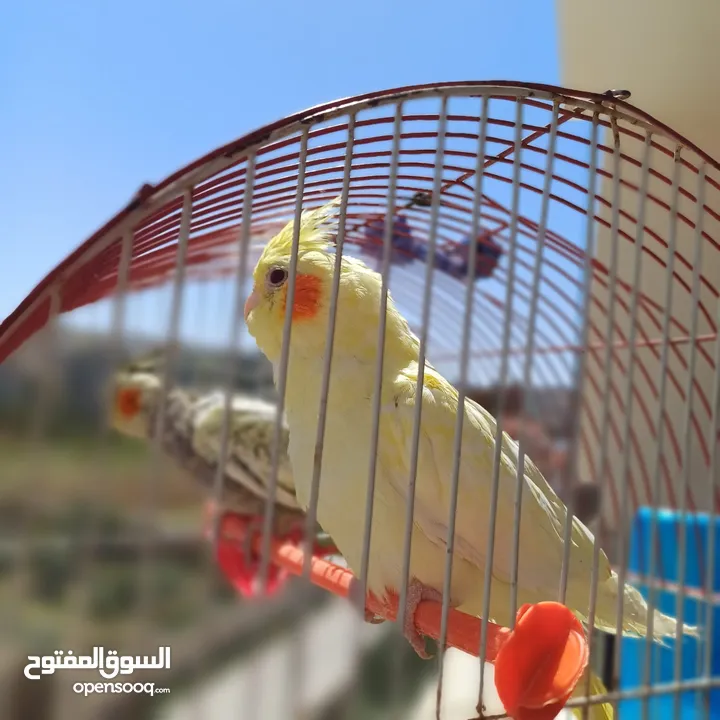 عصافير كوكتيل للبيع حبات جامبو ونضيفه