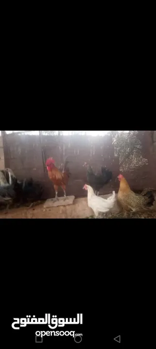 دجاج للبيع
