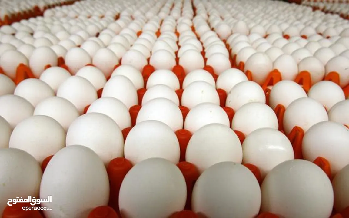مطلوب بيض مخصب بط بكيني وبط كمبل 200 بيضة بسعر معقول