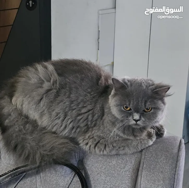 قطة سكوتش فولد لون سكني الاسم لوسي
