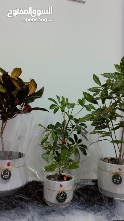 نباتات داخلية طبيعية