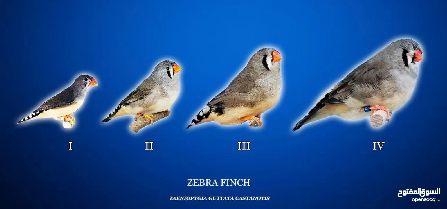 طيور زيبرا إنتاج 2024
