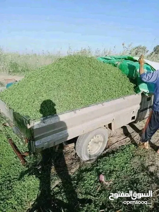 علف الازولا يزرع مره وينتج يوميا مدى الحياه للدجاج والمواشي وجميع الحويانات