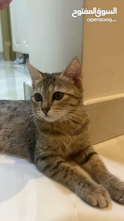 4 month old female kittens- abu dhabi