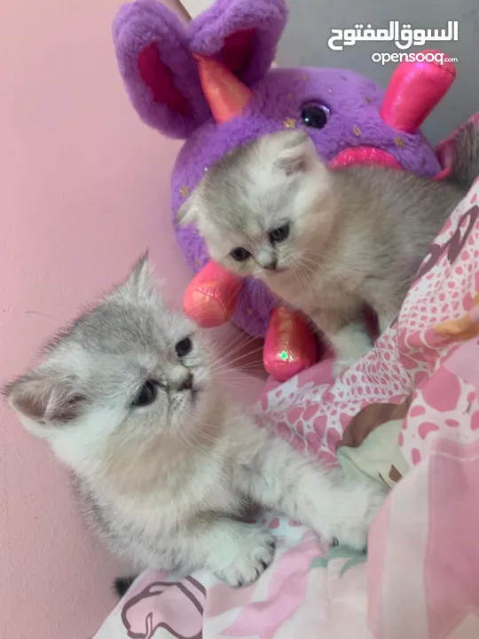 Scottish fold kittens