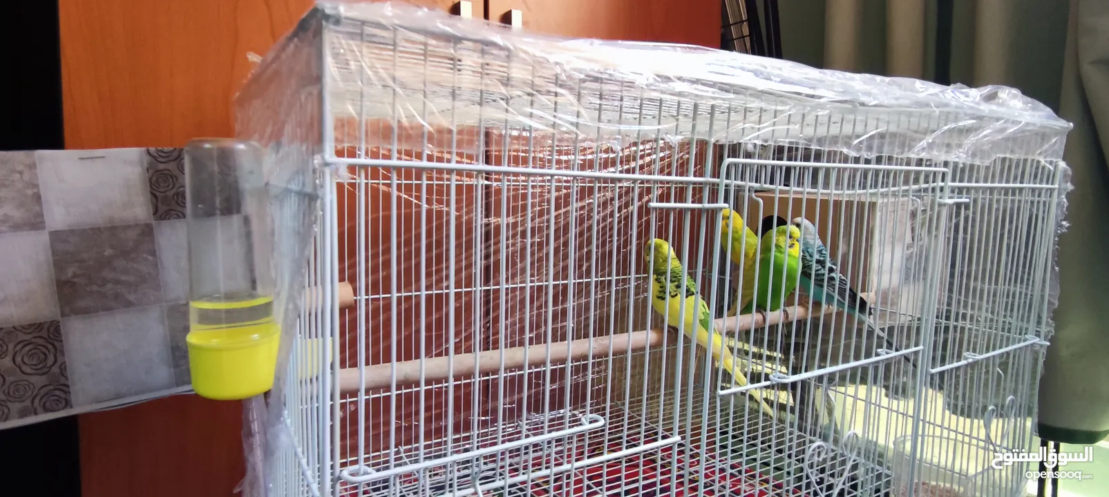 2 pairs of Budgie with cage and 2 nests 100 aed only