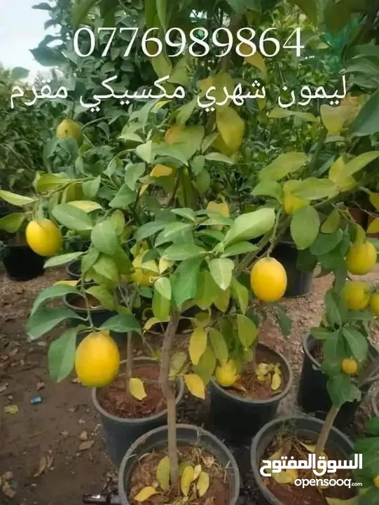 مشاتل تامر الزراعية