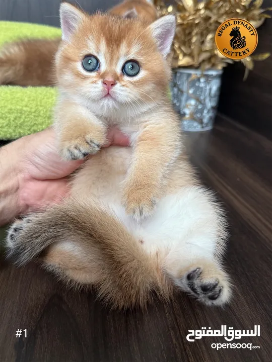 High-level British Shorthair kittens with pedigree