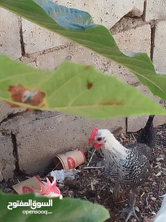 يوجد دجاجه باكستانيه مع ديك فيومي عمر ثلاث شهور