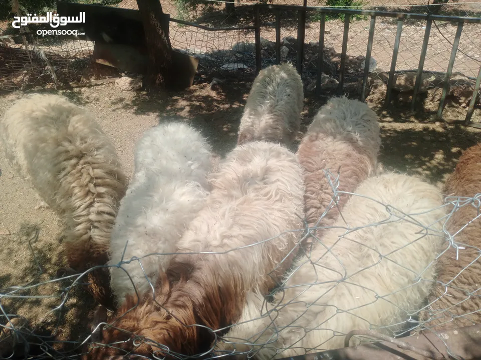 موجود خواريف اعمار 7.5 شهور ونص وزن قائم تقريبا 45 كيلو قطعه بصلاة على النبي