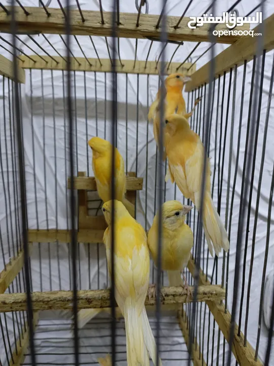متاح مخليف كنار جزري ابيض اقرا الواصف