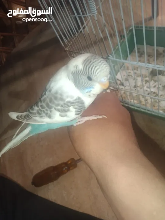 عصافير حب بادجي 2 مع القفص