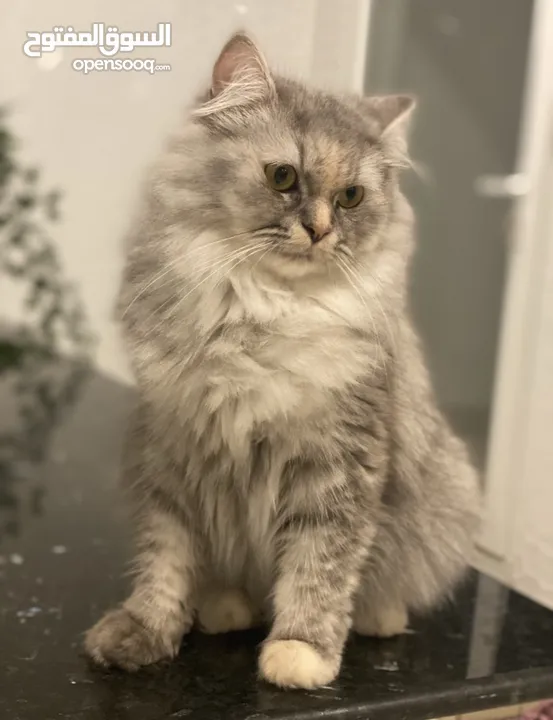 LOST FEMALE CAT IN GHUBRAH SHSMALIYA