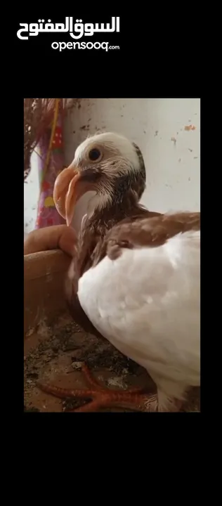 فرخين معاكيف