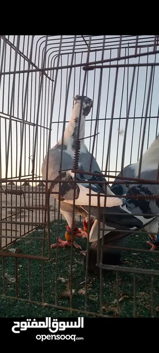 جوز فراخ اسطنابله  زرق وفرخ اسطنبولي احمر حبكين موجودات في الهاشمي الجنوبي