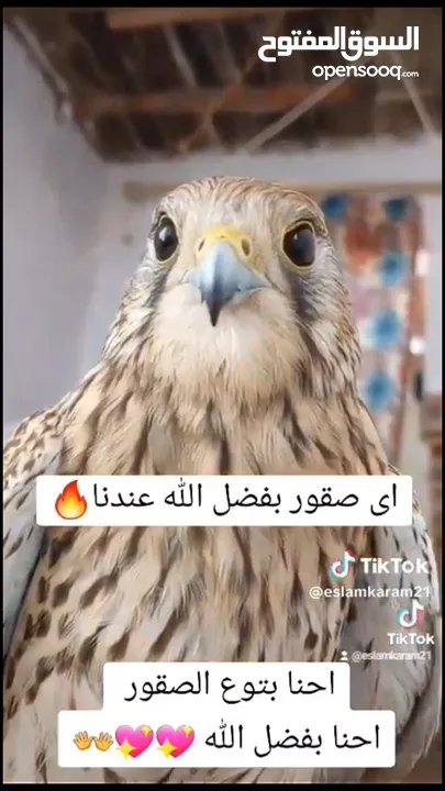 سقر للبيع دكر