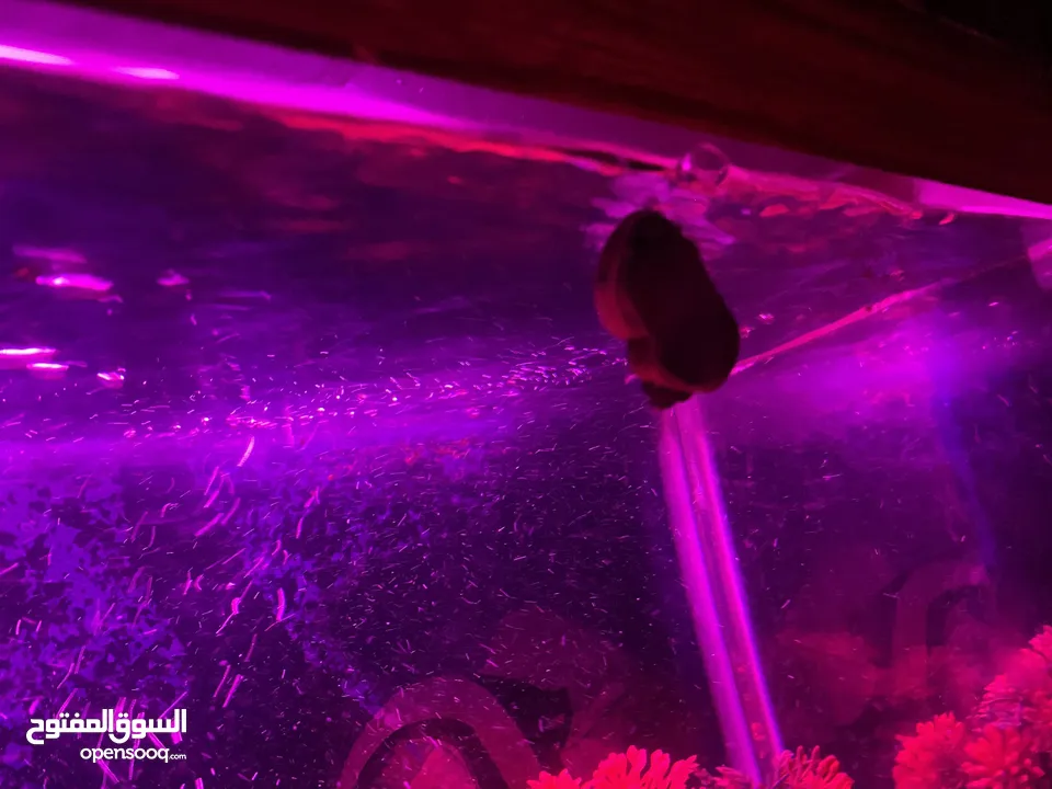حوض سمك اوسكر كامل اغراضو للبيع