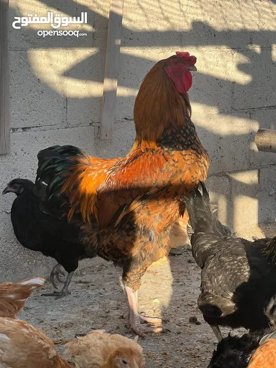 جاج لوهمان + بلدي بياض للبيع