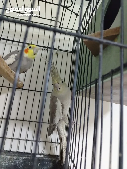 جوز ببغاء كوكتيل شغال جوز الطيره اجنبيه ختم اجنبي والفحل بلدي بالصلاه على النبي مع قفص كاسكو