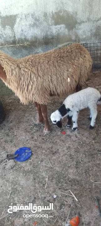 نعجه للبيع وراها عبود عمان جاوا