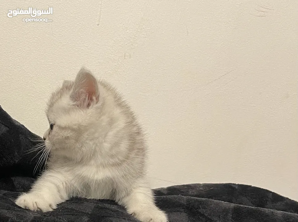 كيتين انثى مكس سكوتش فولد وماربل