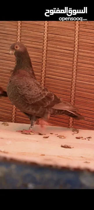 جواز وفردات كل اشي الو سعرو الاسعار بالوصف