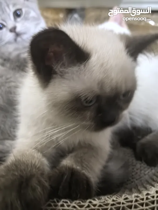 Three-month-old Siamese kitten