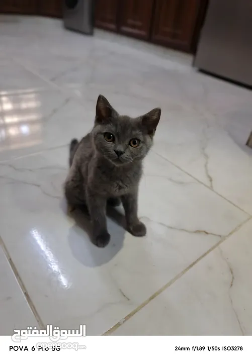سكوتش ستريت عمره 3شهور بسعررر رمزززي