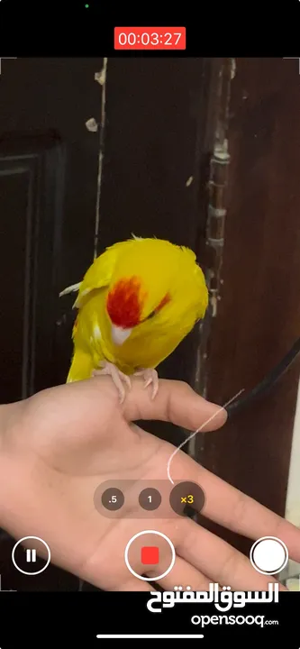 شقه للبيع مساحه 166