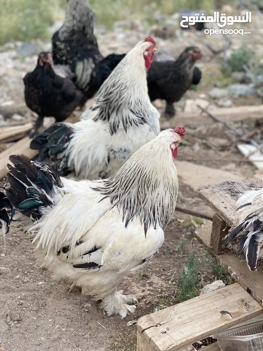 دجاج وديك براهمي للبيع