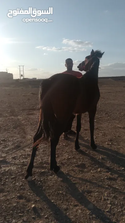 مهر عمره 18 شهر نشمي وعصبي ما شاء الله عليه فيه طاقة وحضور لونه مميز وبلفت النظر من أول نظرة