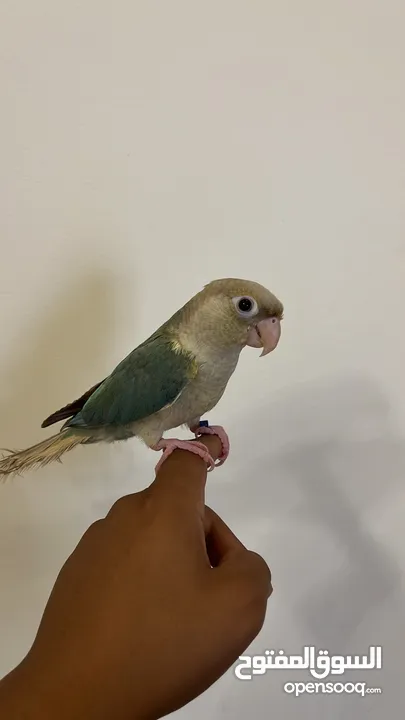 كنيور تركواز